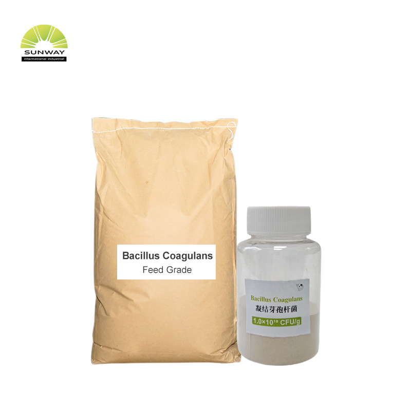 Polvo probiótico de Bacillus Coagulans de Bacillus Coagulans de grado alimentario para aves de corral