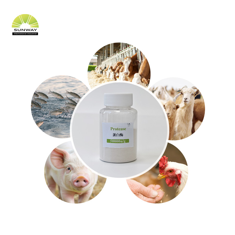 Polvo de enzima de proteasa alcalina de calidad alimentaria, suministro de fábrica, Cas 9014-01-1