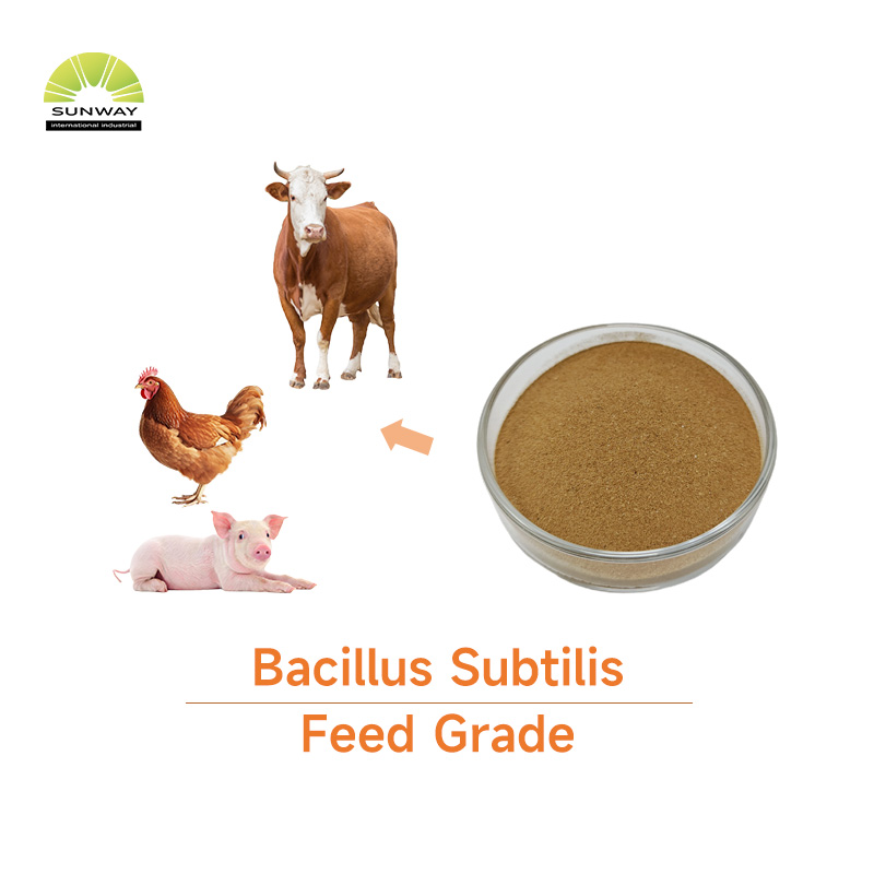 Probiótico Clostridium Butyricum de grado alimenticio para aves de corral, pollos, pollos de engorde, cerdos, ganado lechero, peces, camarones, alimento para animales de compañía